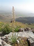 Eremurus persicus